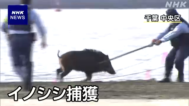 【千葉市中心部にイノシシが…】 イノシシは午前9時すぎに捕獲されましたが、目撃した男性1人と捕獲にあたった警察官2人がけがをしました。 #nhk_video