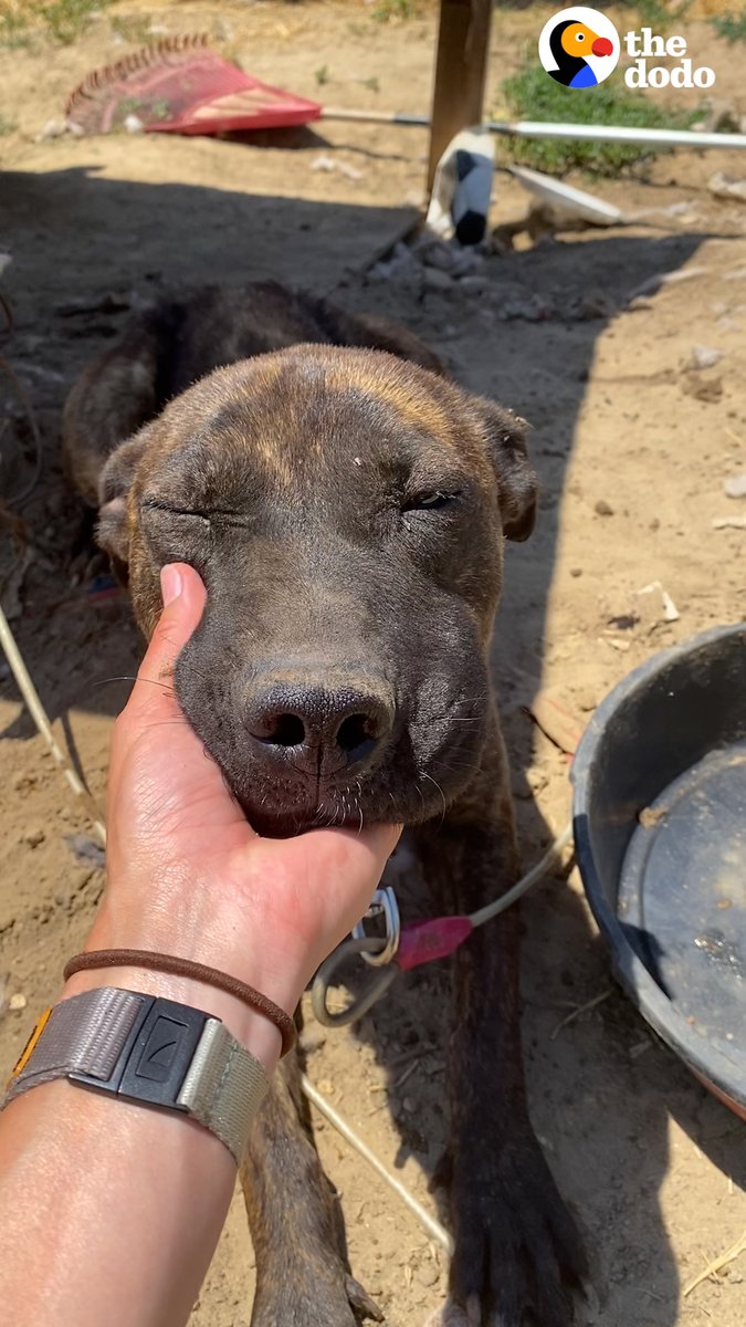 Woman finds a dog tied up in 100-degree heat and brings her a kiddie pool — then keeps coming back to talk with her owners 🙏