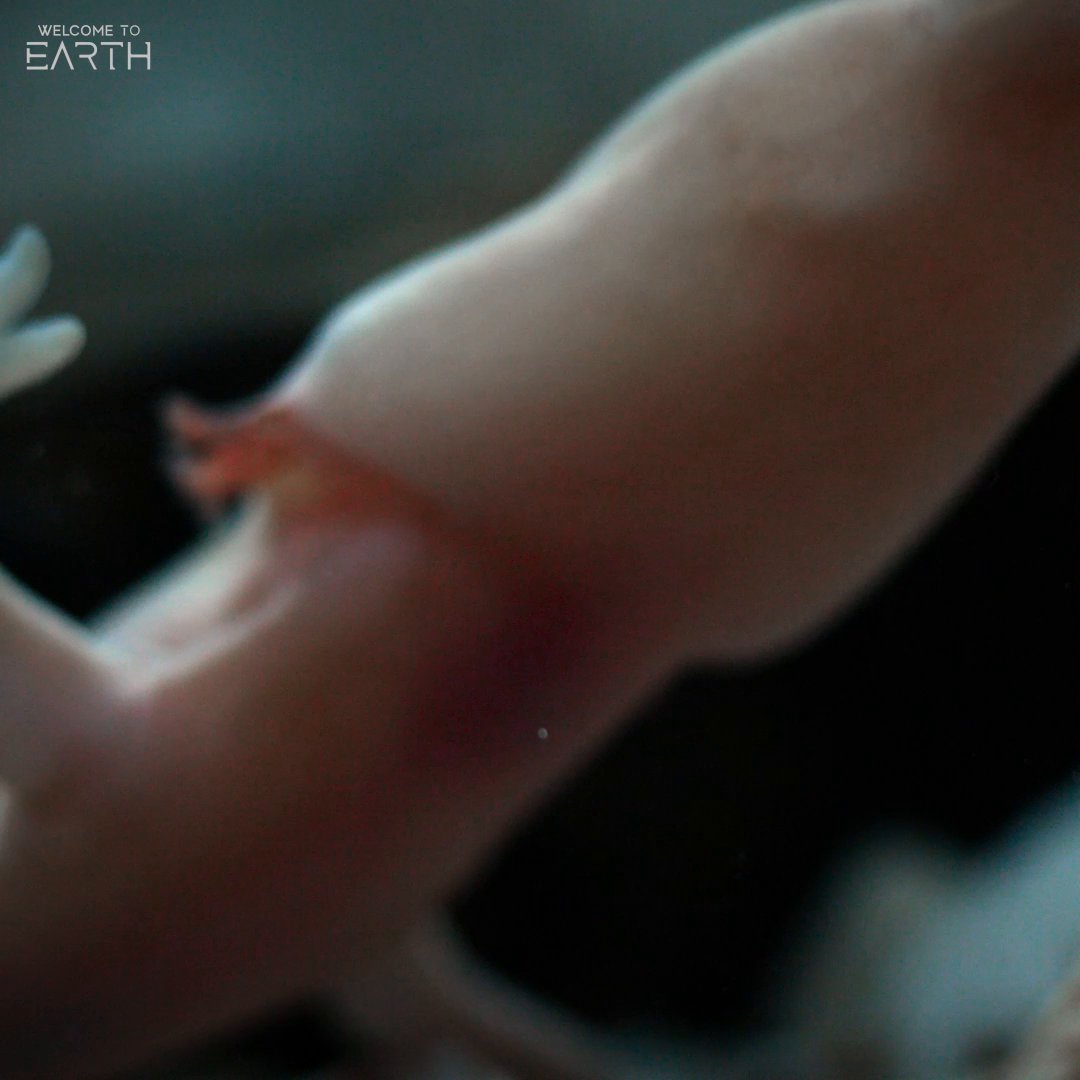 Believe it or not, these eerie fleshy amphibians exist on the same planet as you and I 😳🥴🥴 #WelcomeToEarthSeries