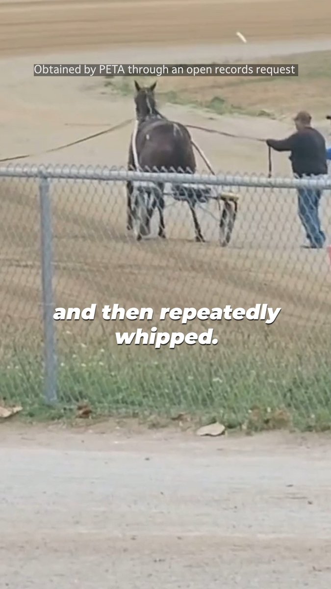 BREAKING: Brevin Lupton caught participating in cruelty towards a racehorse! Take action NOW to urge the Ohio State Racing Commission and U.S. Trotting Assn. to permanently revoke his license and membership!