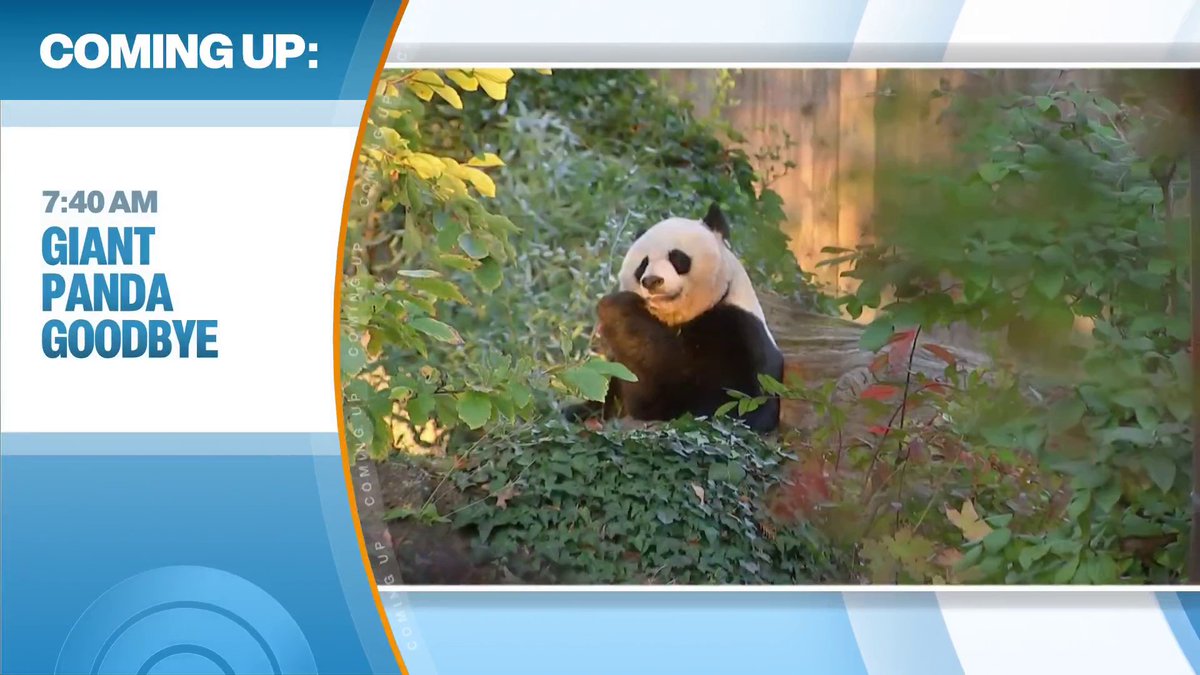 It’s almost time to say goodbye to the National Zoo pandas. Kelly O'Donnell reports on their time there and how much time visitors have left to see them 🐼