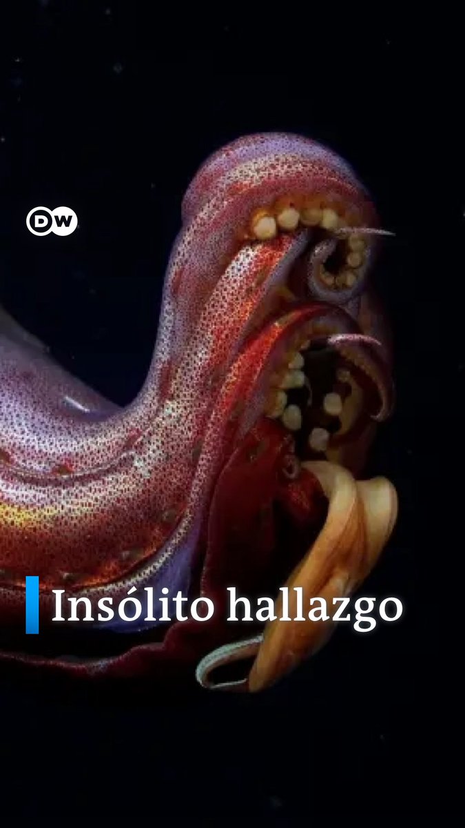 Descubren dos nuevos arrecifes de coral y montes submarinos en #Galápagos Los científicos confirmaron que el #arrecife más grande equivale a ocho campos de fútbol de longitud. El archipiélago de las Islas Galápagos tiene flora y fauna únicas en el mundo. /cmw