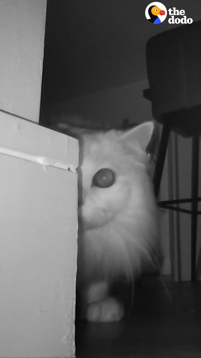 This couple thinks their cat is addicted to scaring them until they realize what's really going on... 🐱👻
