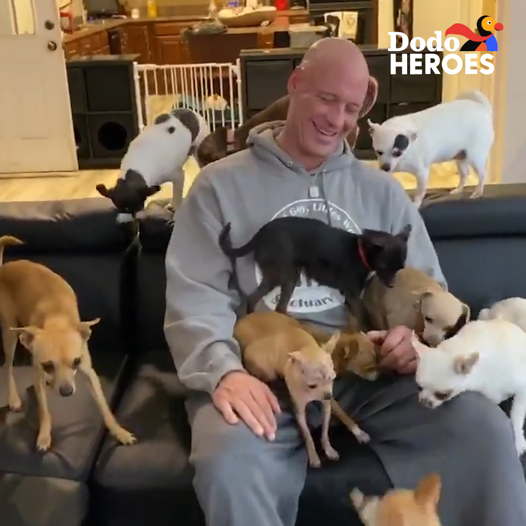 This guy's addicted to rescuing Chihuahuas ❤️️