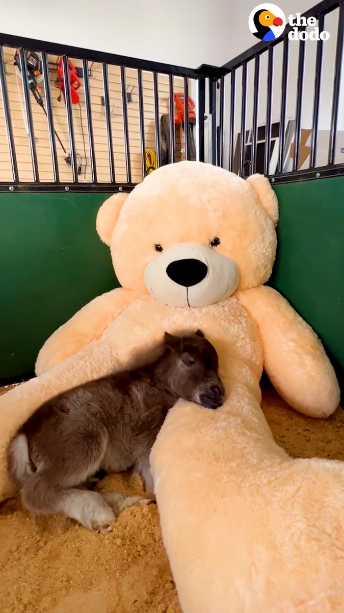 Horse who's smaller than his golden retriever siblings loves to give them kisses 💛