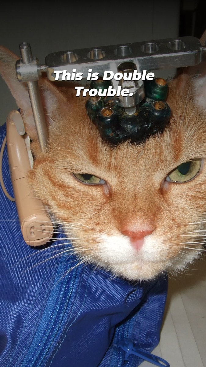 Rest in Peace, Double Trouble 💔 We won’t stop fighting until this never happens to another cat again. #NationalCatDay ttps://peta.vg/3rmc