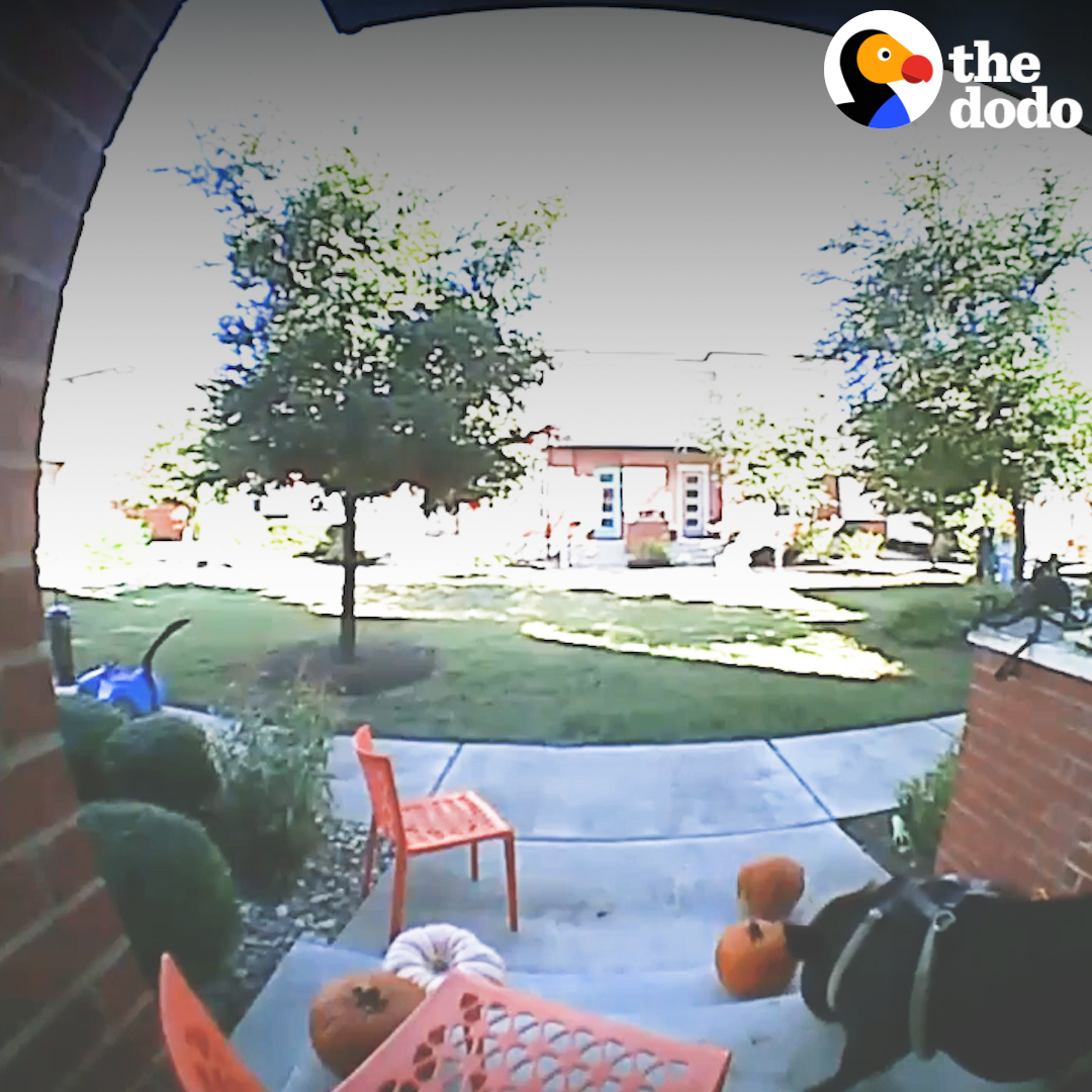 Rescue pig caught on camera stealing all the neighborhood jack-o-lanterns... and the neighbors react in the most perfect way 🧡