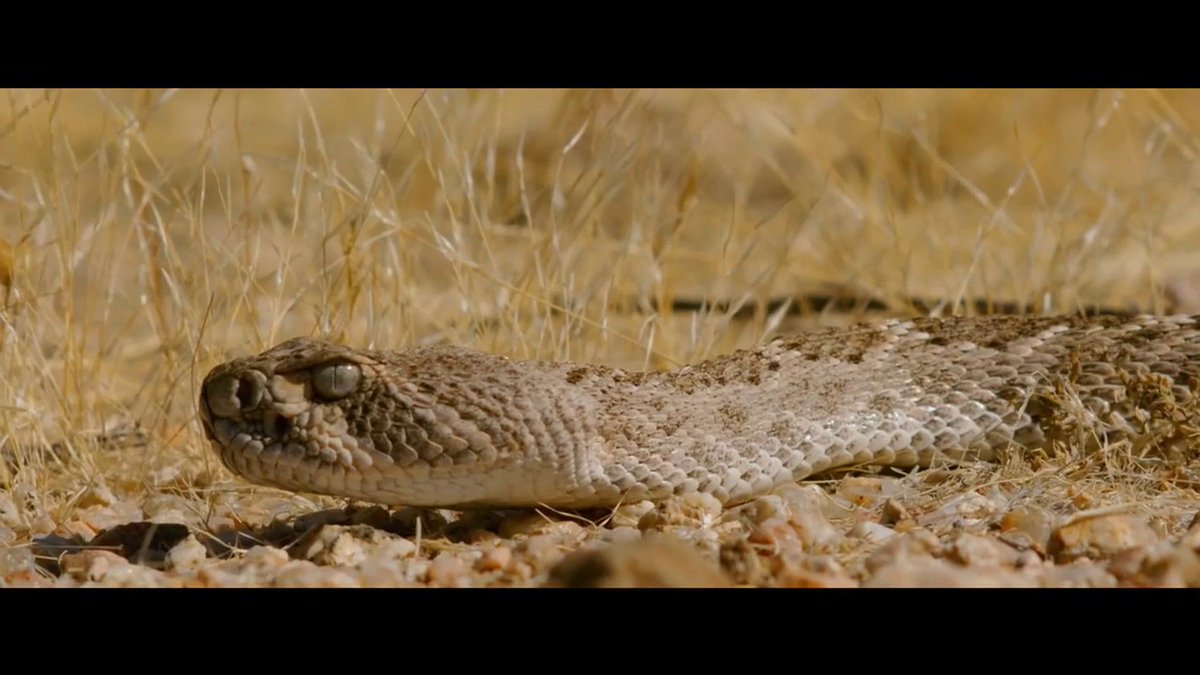 Snakes Alive 🐍 It's not just a slogan in Arizona, it's a warning #EmbraceTheChaos