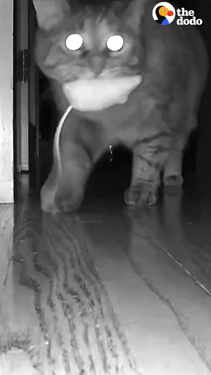 Hidden cameras catch pets doing the weirdest (and sweetest) things at night 🎃👻