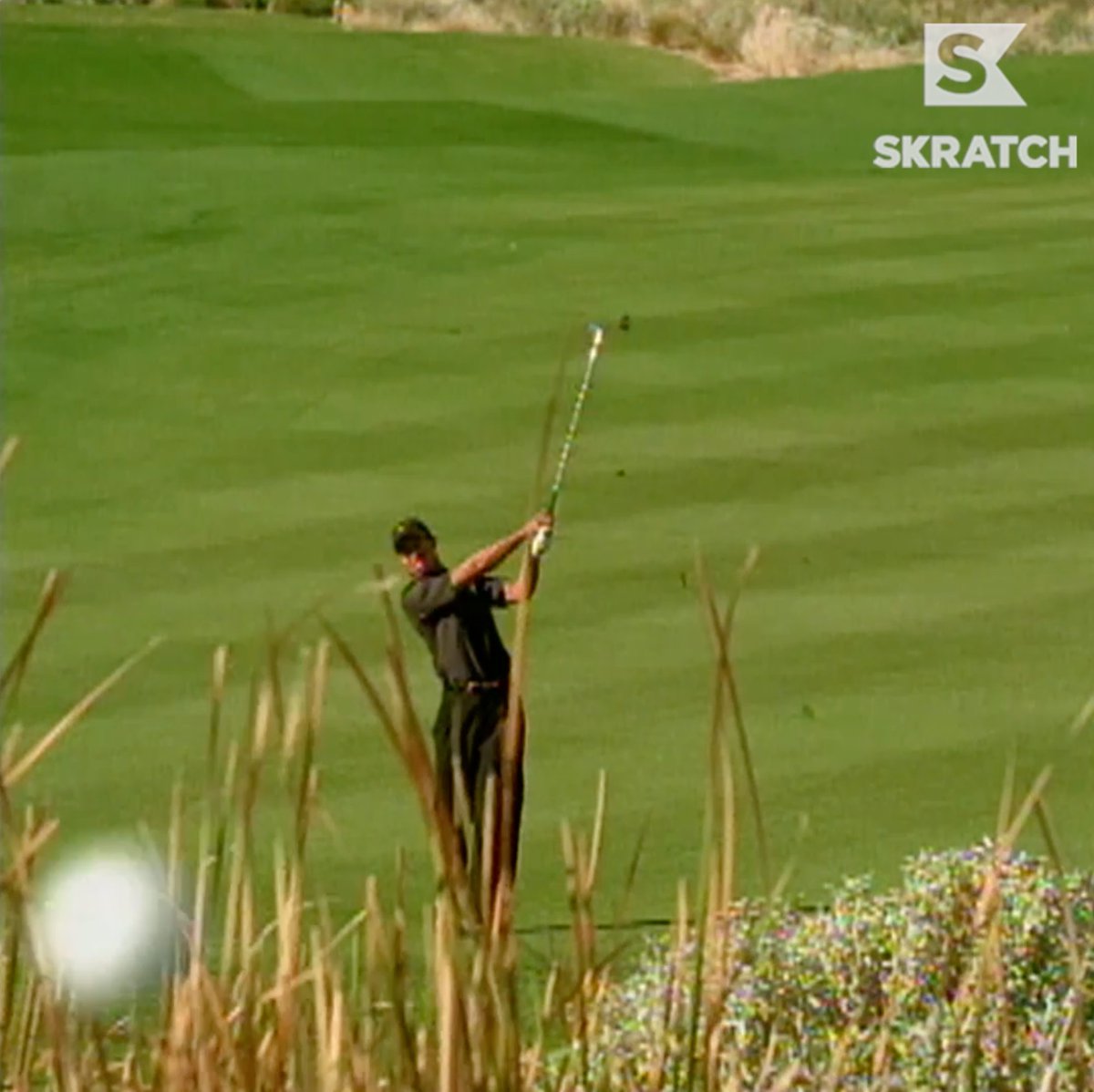 #TigerTuesdays Terrifying precision.