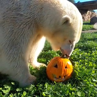 No tricks just treats. Happy Halloween!
