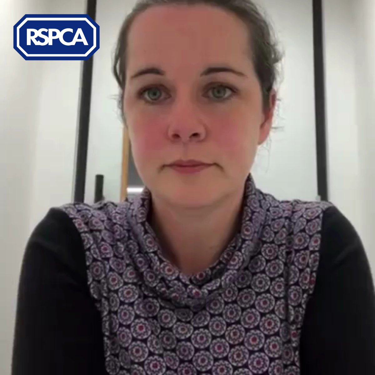 📣 Today, the UK Government has announced that American Bully XL type dogs have now been added to the banned breeds list, alongside a breed definition. Find our statement here: Read the government's guidance and definition here: