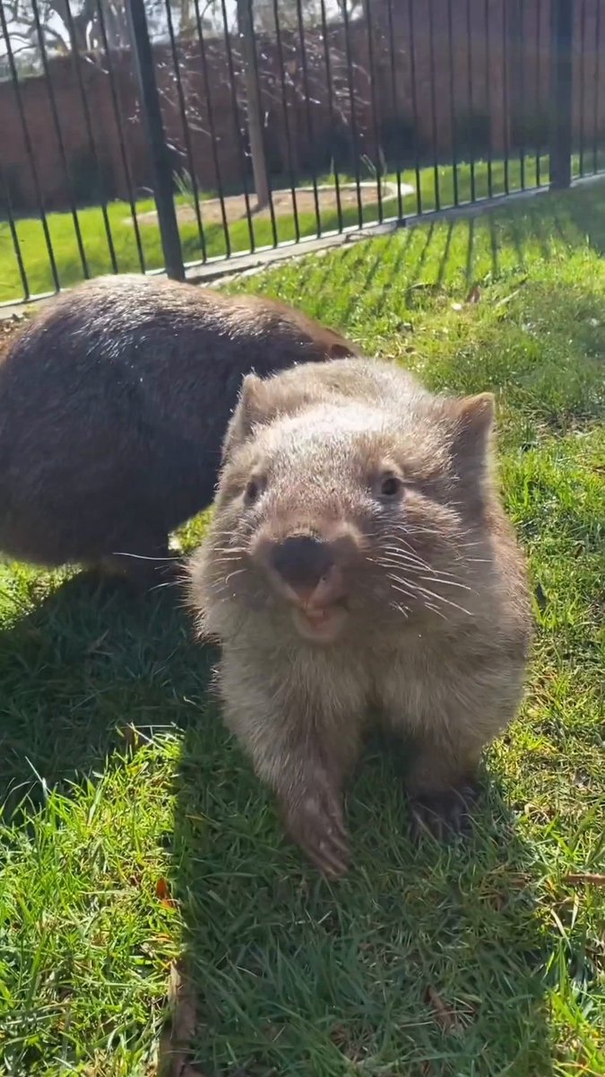 You've been hit by, you've been booped by, a smooth wombat. 🎶 The average weight of mainland wombats is about 26 kgs, but weights of 35 kgs are not uncommon. Tasmanian wombats are slightly smaller. #WombatWednesday 📹 | @wombat_kindy on Instagram