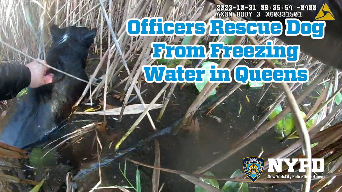 After receiving 911 calls of a dog drowning in Baisley Pond, Officers Williams &amp; Esposito from the NYPD 113th Precinct responded and entered the frigid water to rescue Sparky, an 8-year-old blind Border Collie. Thanks to the quick-thinking officers, Sparky and its owner were reunited