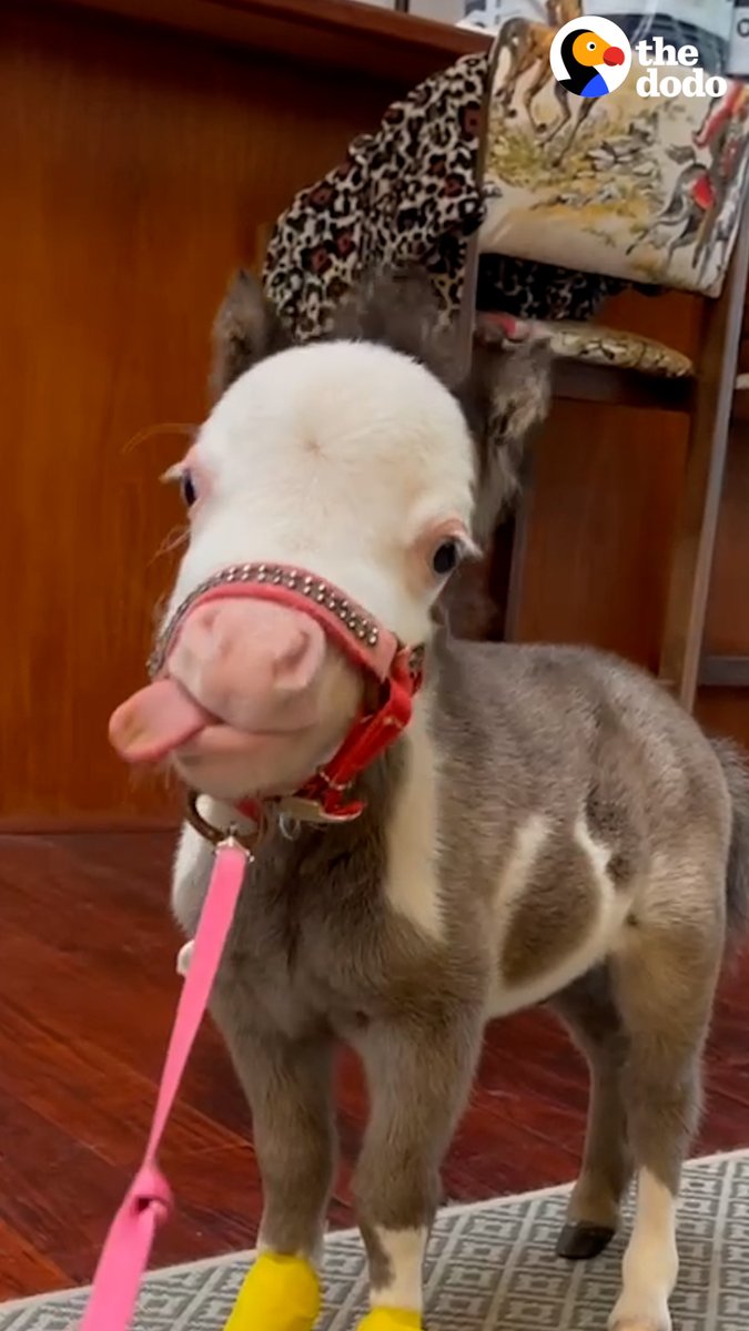 World's tiniest horse tries to follow his dad to work every day — and sits on his lap at the dinner table ❤️