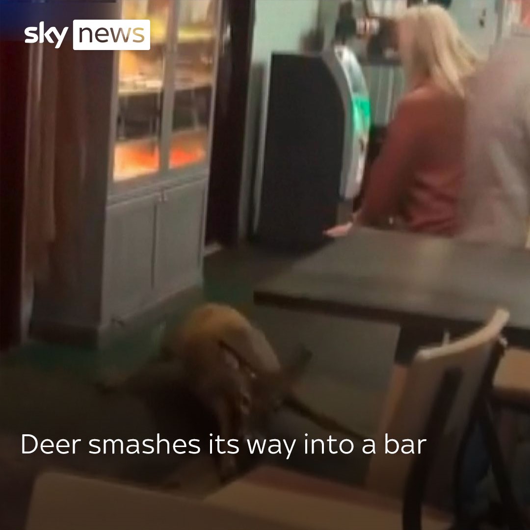 Diners and drinkers are surprised to see a deer running and sliding along the unfamiliar floor in a premises in Salem, Virginia. The animal gained entry by smashing through a glass door but then eventually found an open exit 👉