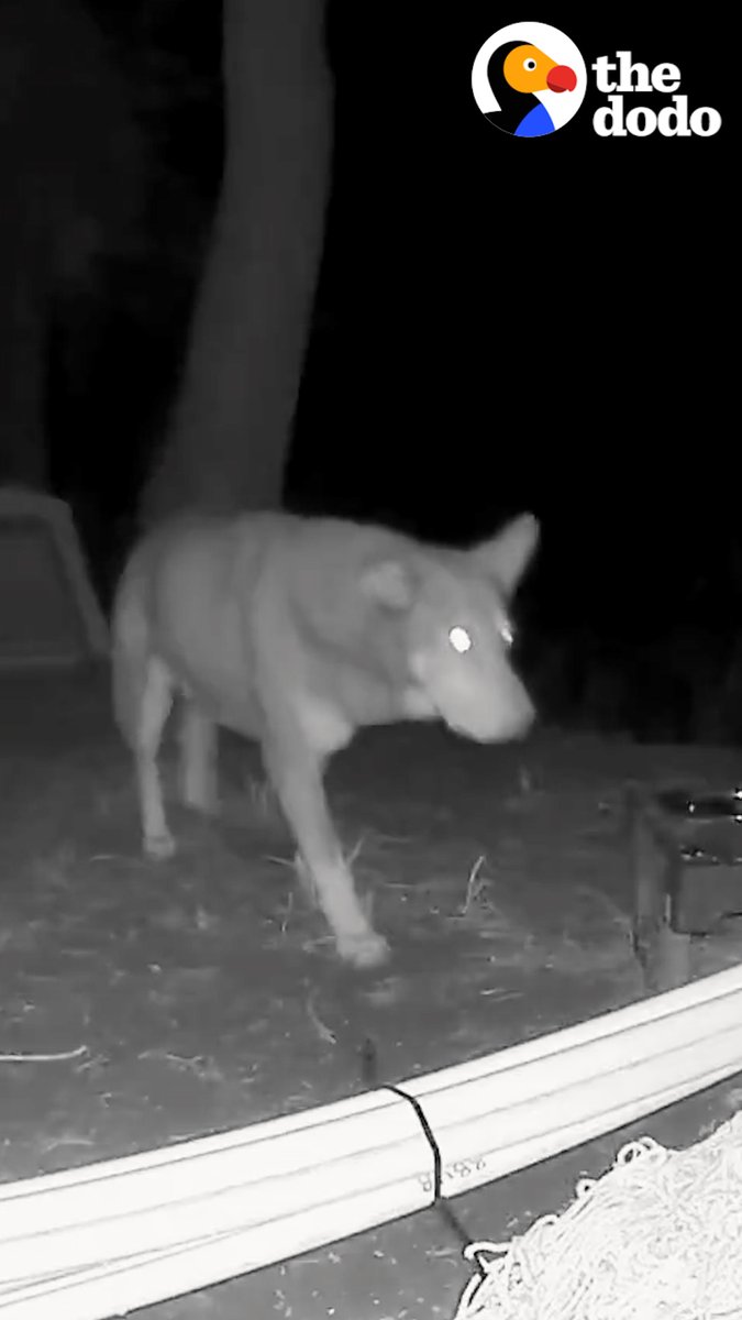 Wildlife cam shows stray dog fighting off coyotes — and this woman is determined to catch him 🙏
