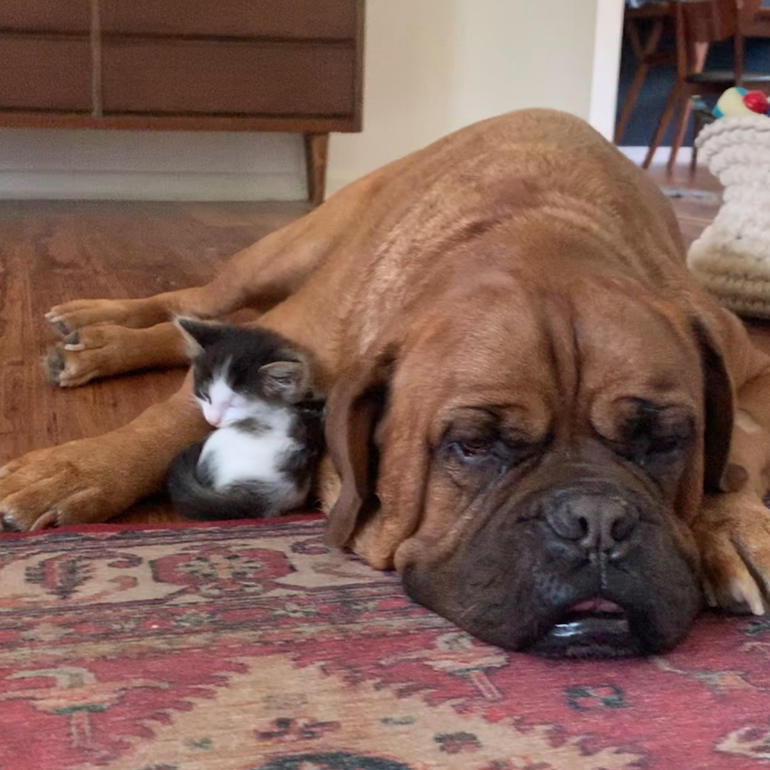 Watch a 135-pound dog become obsessed with a tiny kitten 😍