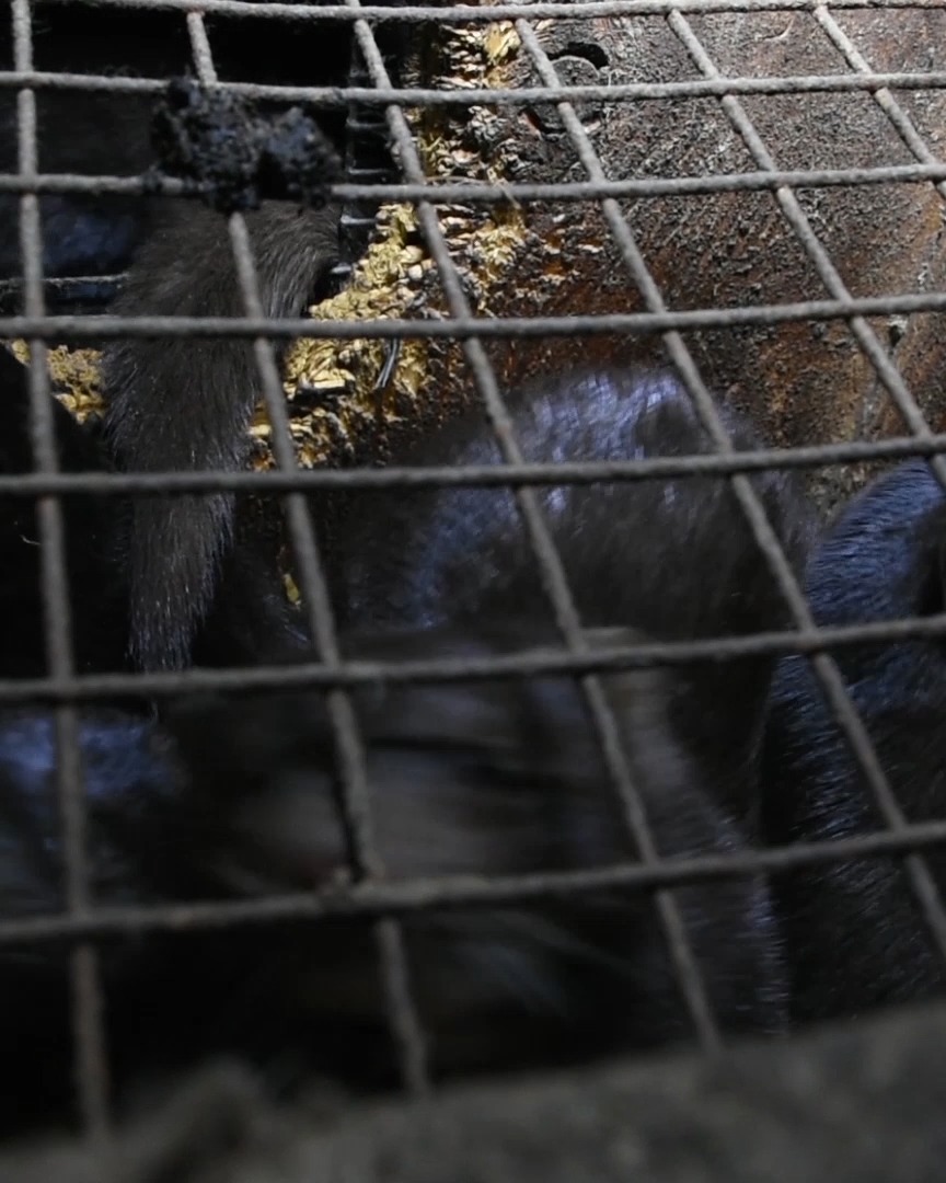 Imaginez à quel point ces animaux doivent souffrir enfermés dans des cages grillagées sales et surpeuplées, remplies de leurs excréments, d'asticots et de cadavres d'autres visons... N'achetez jamais de fourrure !