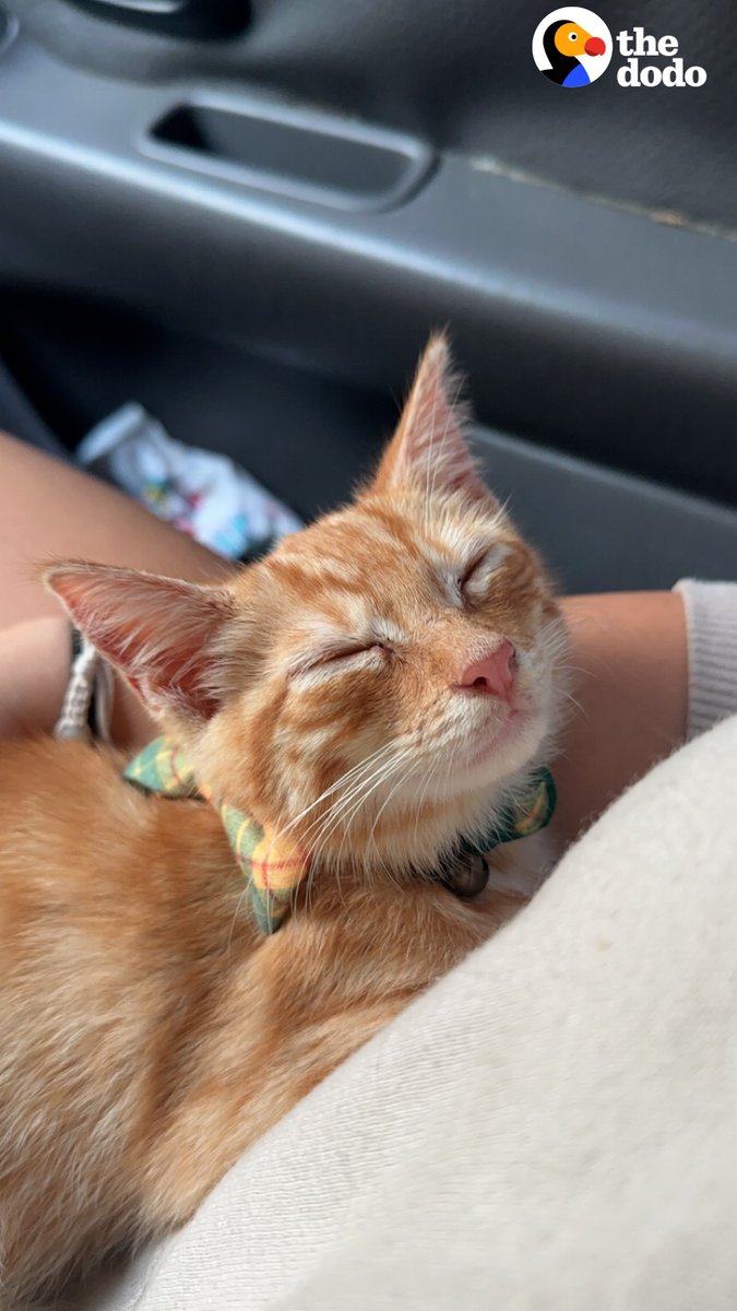 Guy rescues kitten from dumpster and finds a forever home for him in 5 seconds