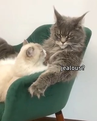 This Maine coon makes you feel very single. #meowed #TheMeowedClub From 小福和球泡 | DY