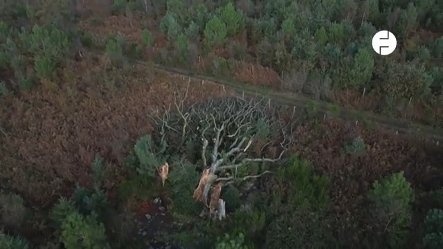 Cet arbre emblématique de la forêt de Brocéliande est tombé à cause de la tempête Ciaran. Il était vieux de 300 ans.