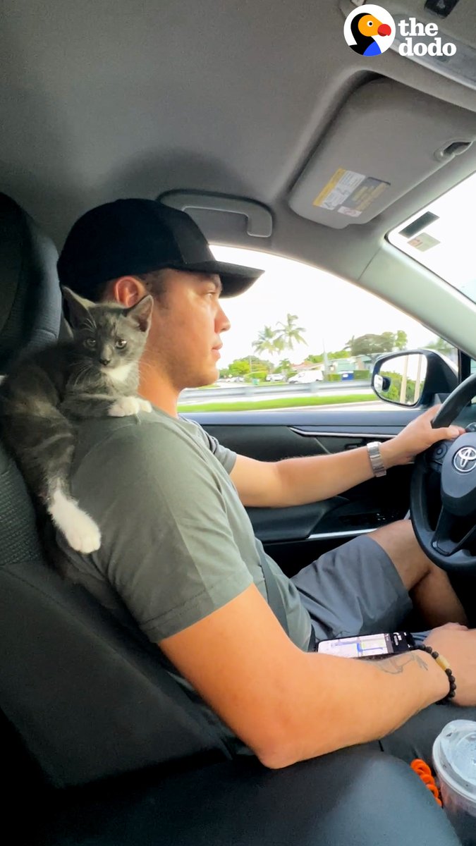 Couple finds a kitten in the park, but the guy's not a cat person... ❤️