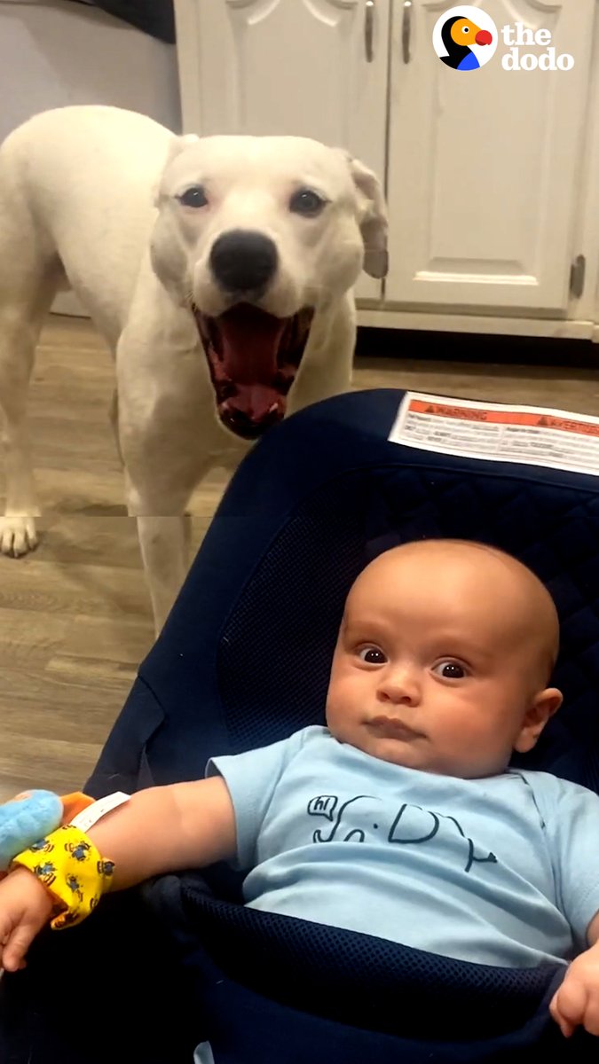 Pittie loves his grandma so much, he makes her pet him before she gets to hold her new grandson 🤣 ❤️