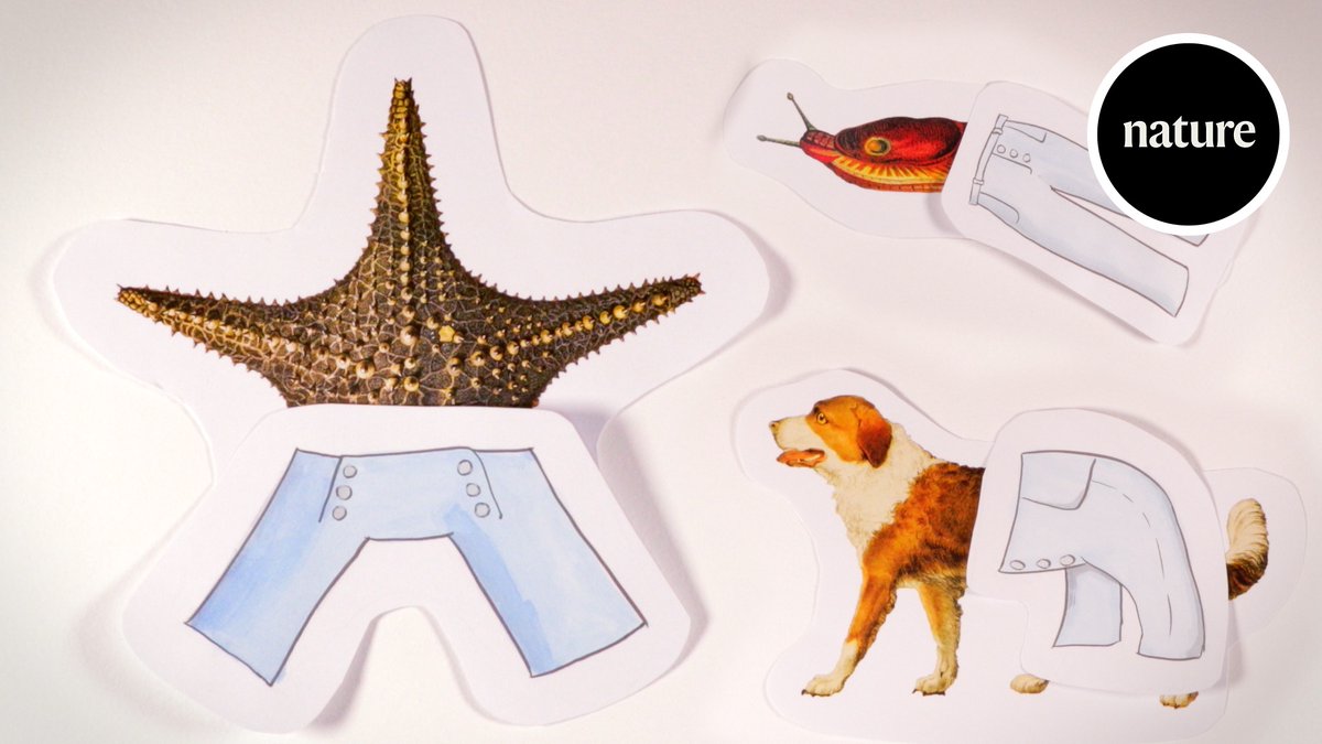 Scientists have long puzzled over how a starfish body equates to the more typical animal arrangement . Humans wear trousers on the bottom of their trunks. But what about a starfish? Now there's a new possible answer. 🔒