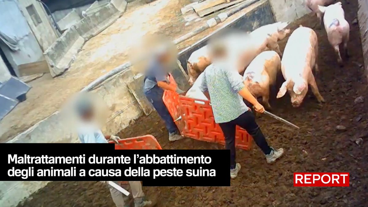 Maiali presi a calci, colpiti con punteruoli. Le immagini di @LCAEurope, che Report mostra in esclusiva, dimostrano che durante gli abbattimenti dei maiali affetti da peste suina sono stati commessi dei maltrattamenti sugli animali. #Report ora su #Rai3👇