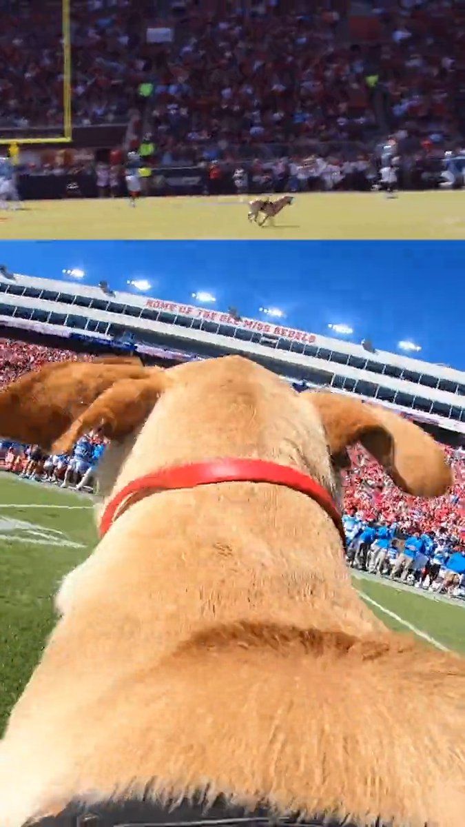JUICE CAM 🐕🫶 Juice Kiffin | #HottyToddy