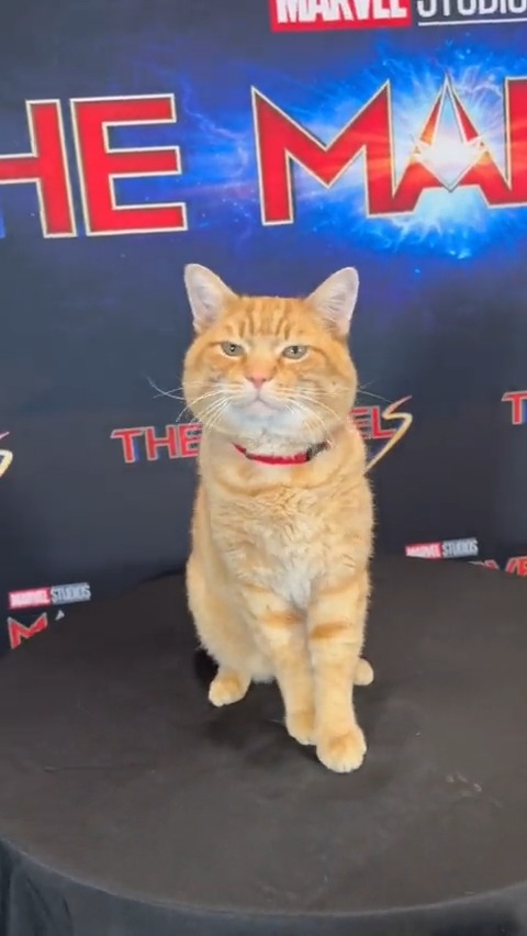 An inside look at #TheMarvels junket and Cat Lounge featuring none other than the real #Goose the Cat