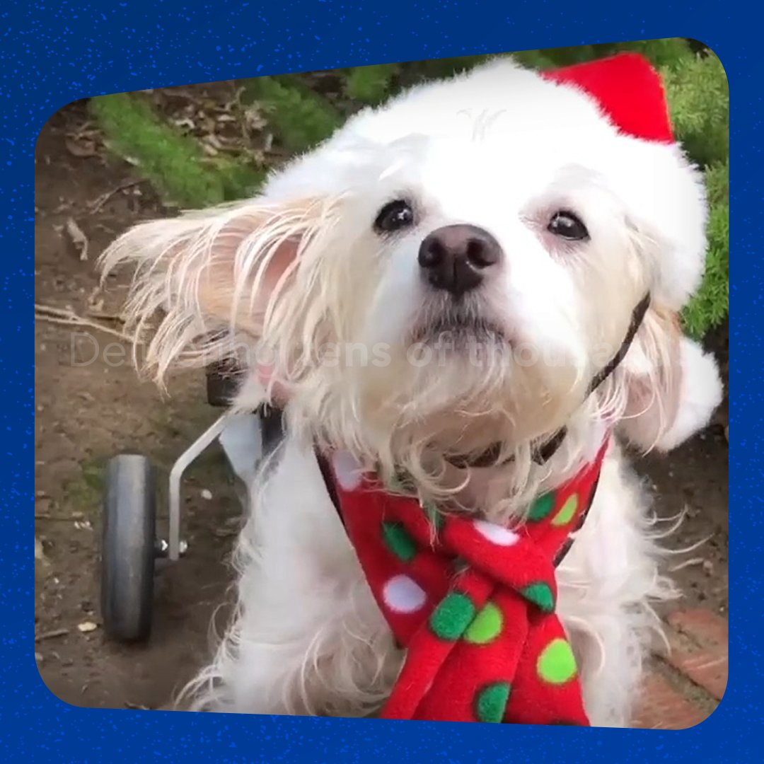 Chewy Claus is back in town 🎄 Send Chewy Claus your holiday wishlist, and it might just get fulfilled! Plus, for every letter sent we'll donate 1 lb of pet food &amp; supplies to @Greatergoodcharities for pets in need—up to 200,000 lb.
