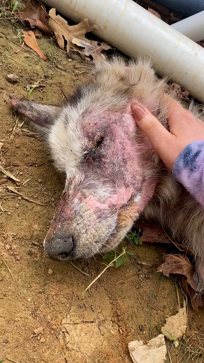 Injured Husky can't open his eyes for a whole week — but when he does, they're the prettiest color ❤️