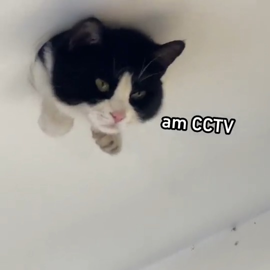 Cats are absolute weirdos #meowed #TheMeowedClub