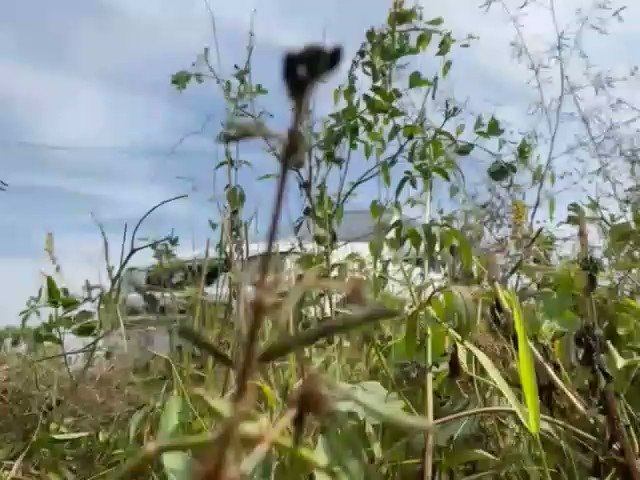 #FarmersUnderAttack in #Manipur 🚨 Heartbreaking Moment A word that emotionally utter her first word when she saw a rescue team👇 ‼️Am I going to die⁉️ An elderly Meitei farmer woman was brutally shot at her backside close to vital organs by #Kukimilitants with snipers when she was on her way to her paddy field. #kukiliesXposed #KukiZoEngineeredManipurConflict #KukiChinZoSeparatist #Kuki_ZoNarcoterrorist #SaveMeiteiFromKuki #SaveManipurFromKukiTerrorist #SaveManipurSaveIndia #GenevaWithManipur #InfiltrationHataoBharatBachao #ManipurAgainstNarcoTerrorismIndia PMO India Amit Shah NDTV ThePrintIndia The Hindu Manipur Times The Times Of India Hindu Action Deccan Herald The Indian Express News9 Outlook India IndiaToday The Sangai Express Hindustan Times BBC News (World) BBC Breaking News The Washington Post CNN United Nations United NationsICEFIndia Association of Meiteis in the Americas Dhiraj Luwang Vlogs Meitei Heritage Society Apunba Meitei Delhi Meitei Forum #ResilientManipur #ManipurFightsBack Central Bureau of Investigation (India) NIA India SpearCorps.IndianArmy Manipur Police ADG PI - INDIAN ARMY IndiaToday