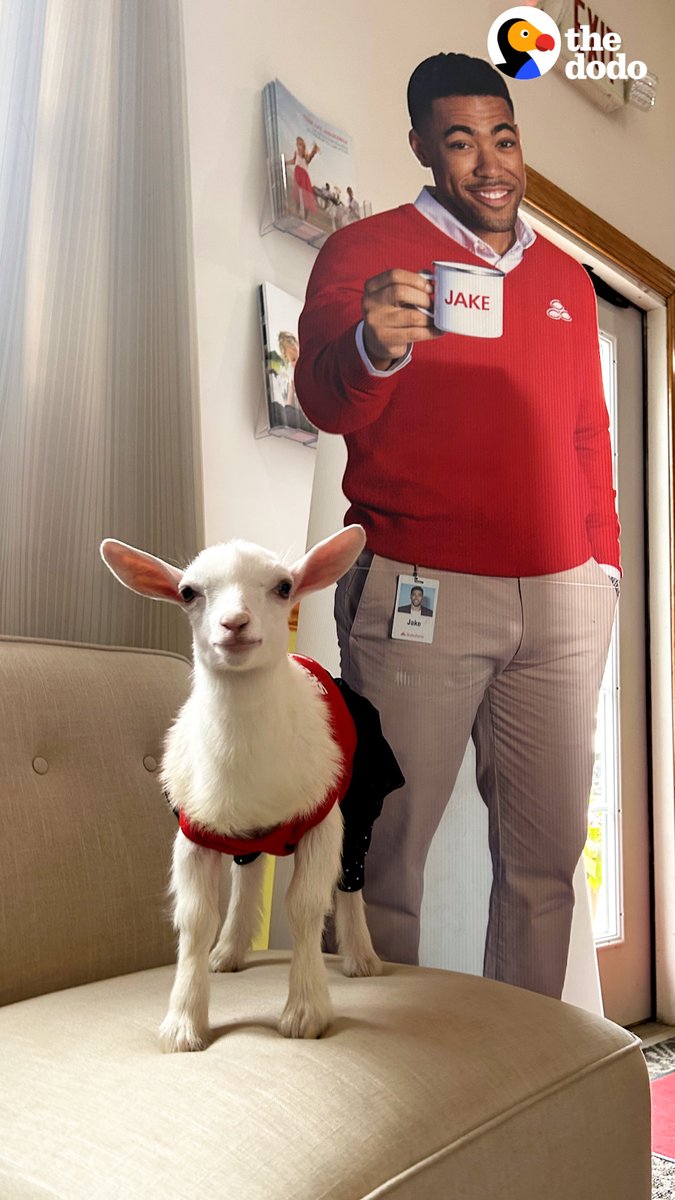 Office goat gets a performance review — then goes home to snuggle with her dog siblings💚