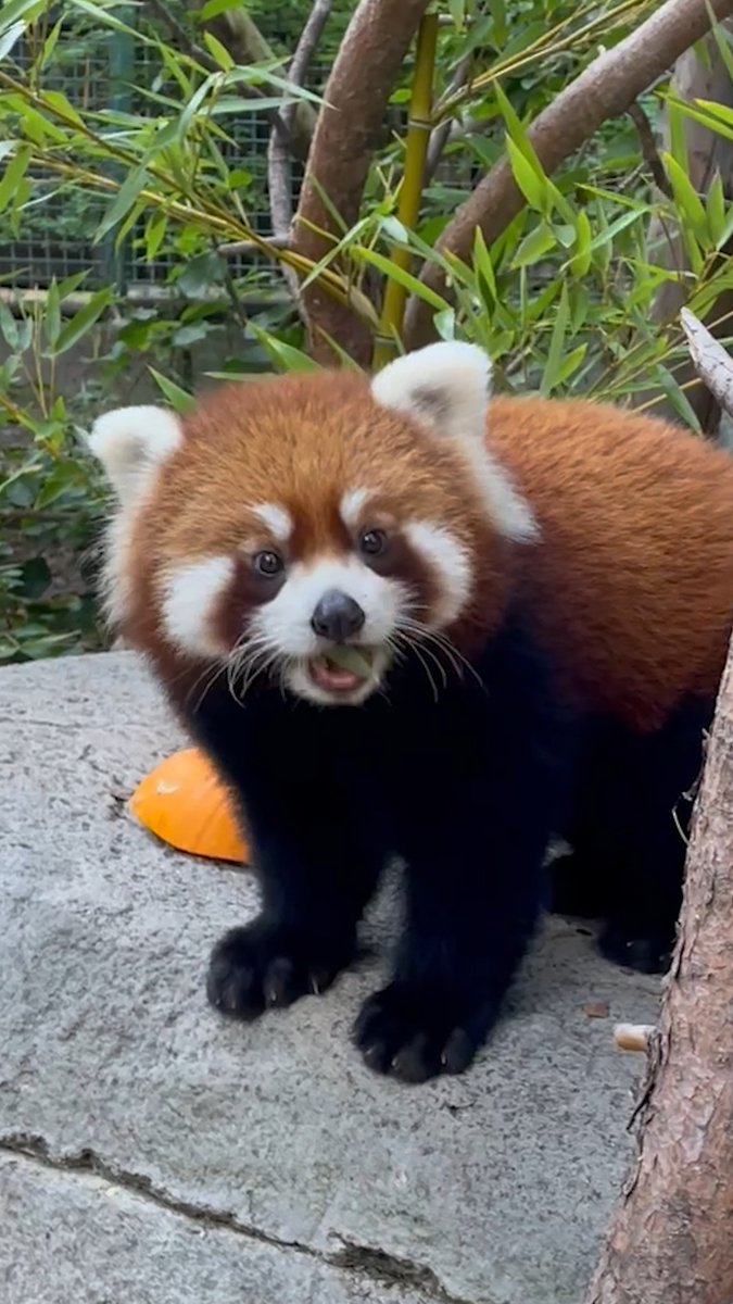 Little Pavitra, the red panda, is less into pumpkins and more into the bamboo inside.