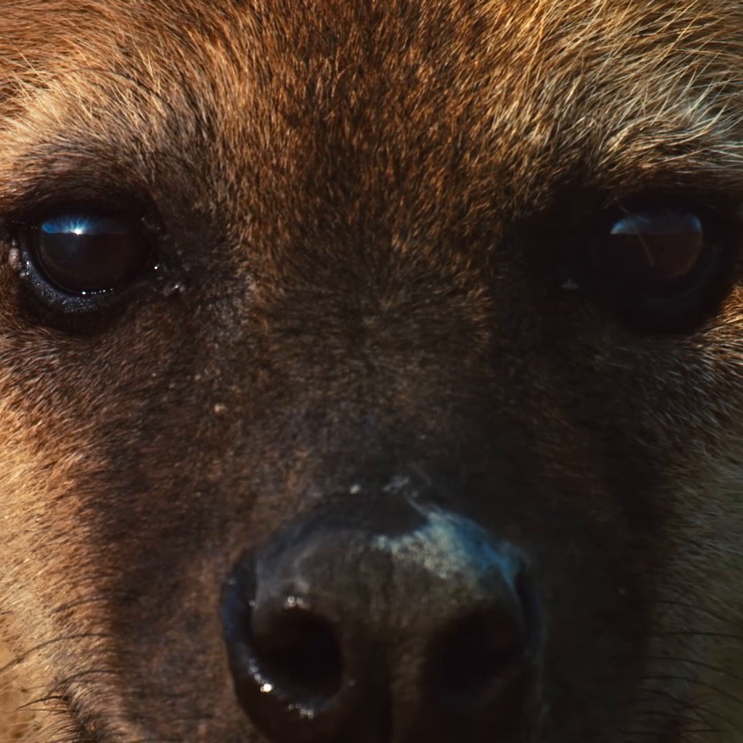 All hail the queens of the wilderness. Queens, narrated by cookie, premieres March 4 on National Geographic.