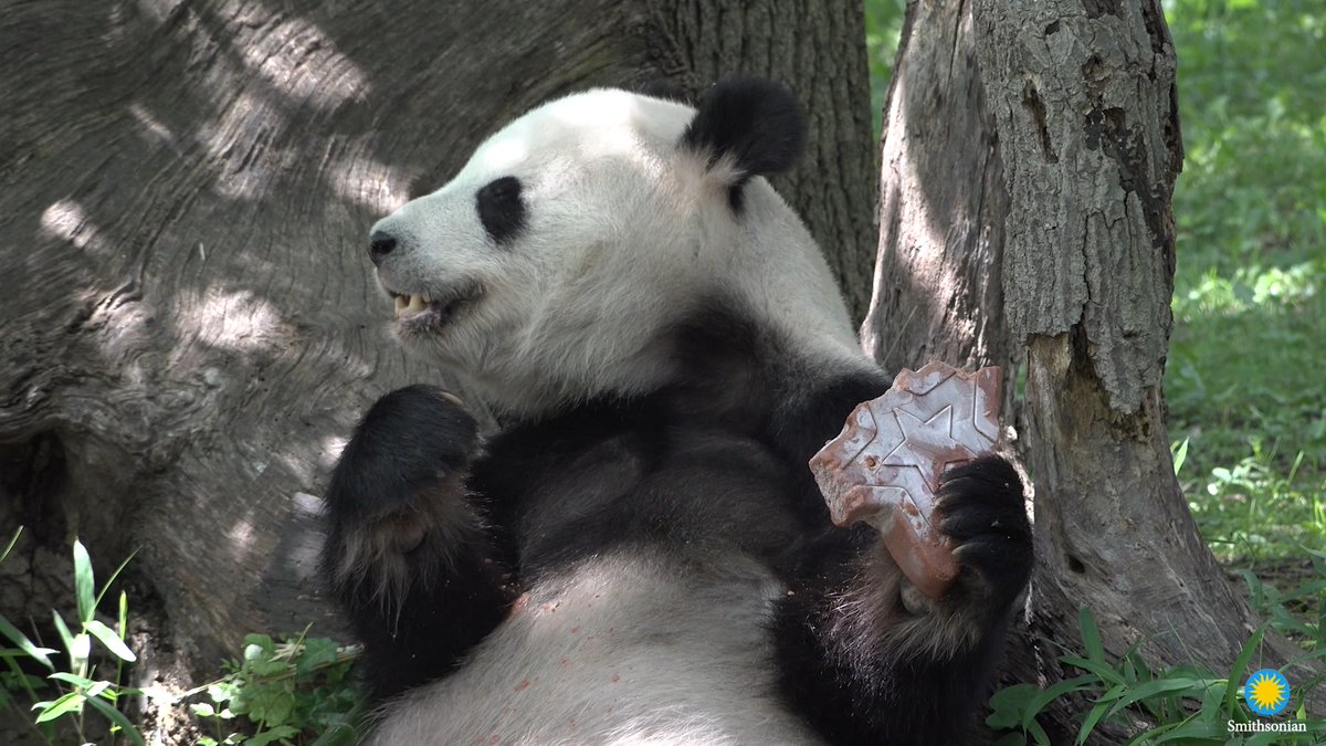 ❤️🐼 Whether he was somersaulting down a snow-covered hill, splashing in a tub filled with suds or snacking on bamboo shoots, giant panda Tian Tian captured the hearts of millions with his chill and goofy personality. We wish him safe travels to China. #PandaStory Smithsonian