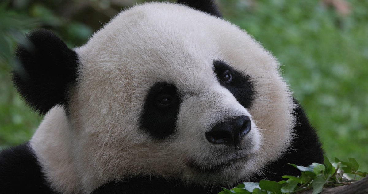 Millions have connected with Mei Xiang, Tian Tian and their cubs by visiting us in Washington, D.C., and watching our Giant Panda Cam. Although this farewell is bittersweet, we must celebrate these pandas and their impact on our understanding, care and conservation. #PandaStory