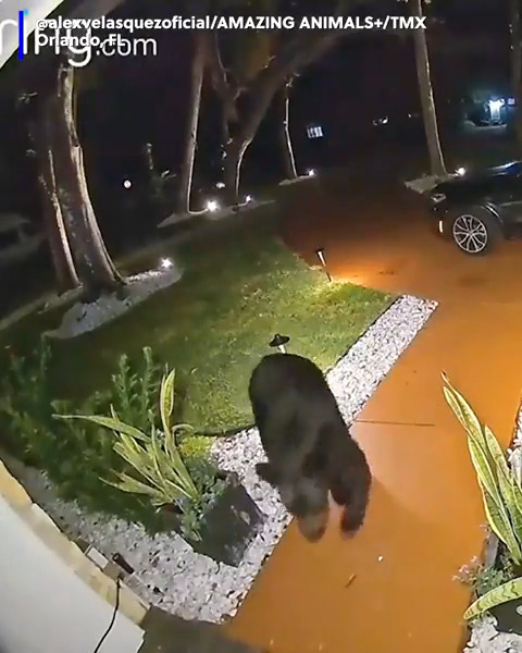 A four-legged thief stole Taco Bell from the front porch of a home just moments after it was delivered.