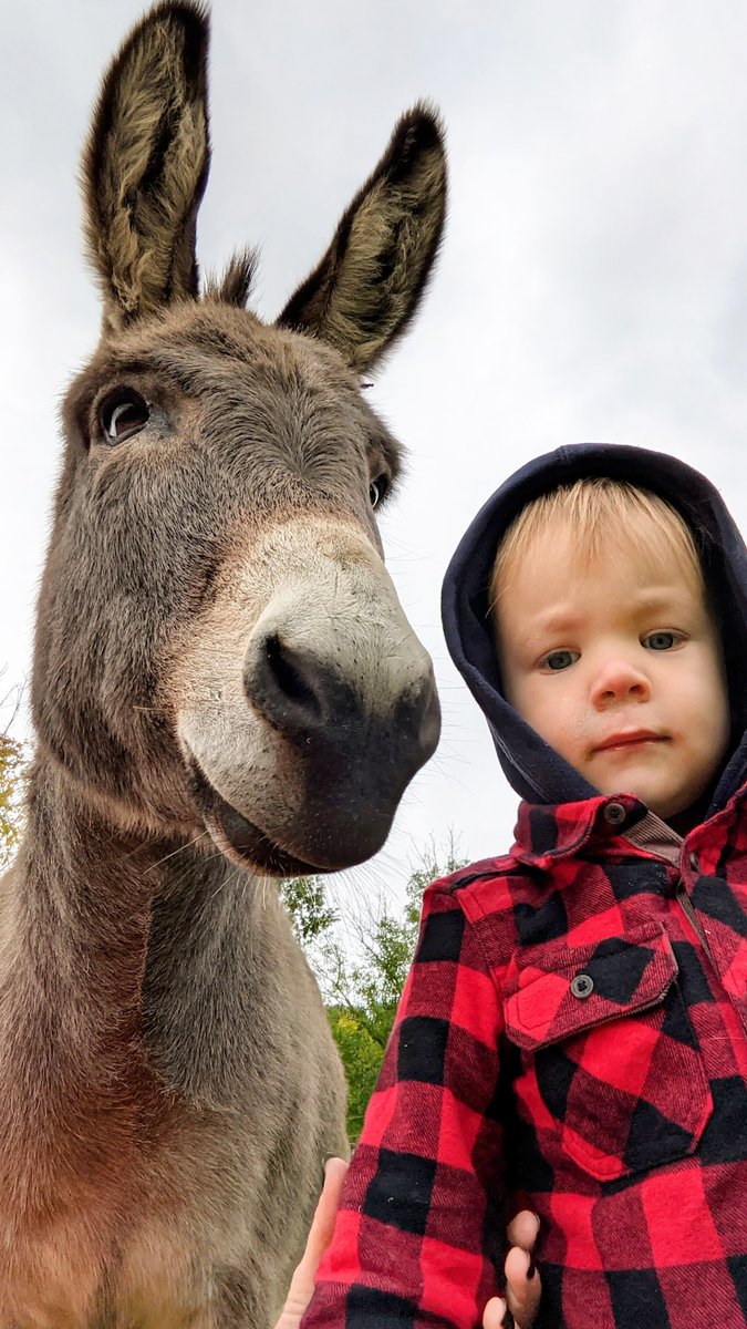 Donkey has to see that his human brother is safe at all times — so he follows him everywhere and gives him tons of kisses 💙💙💙