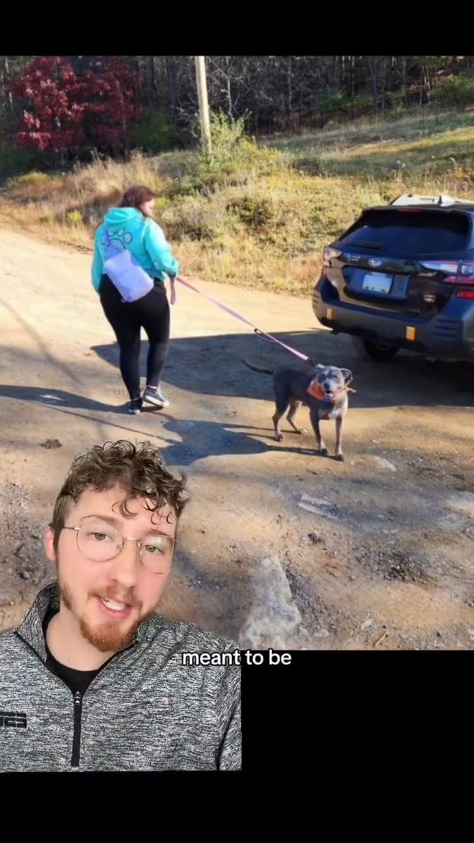 How this person’s late dog sent her a new best friend. 14/10