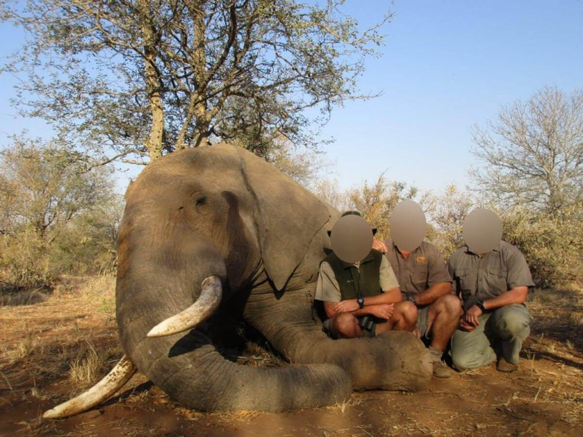 These are all the reasons why trophy hunting is a sick, sadistic pastime! 😡