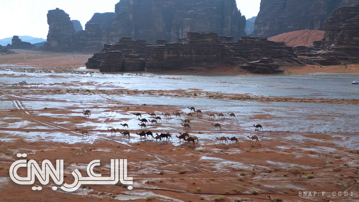 المصور "فهد المسعودي" فهد المسعودي يتمكن من التقاط هذا المقطع الساحر لجِمال تسير وسط زخات المطر والبَرَد في قرية "بجدة" التابعة لمنطقة تبوك.
