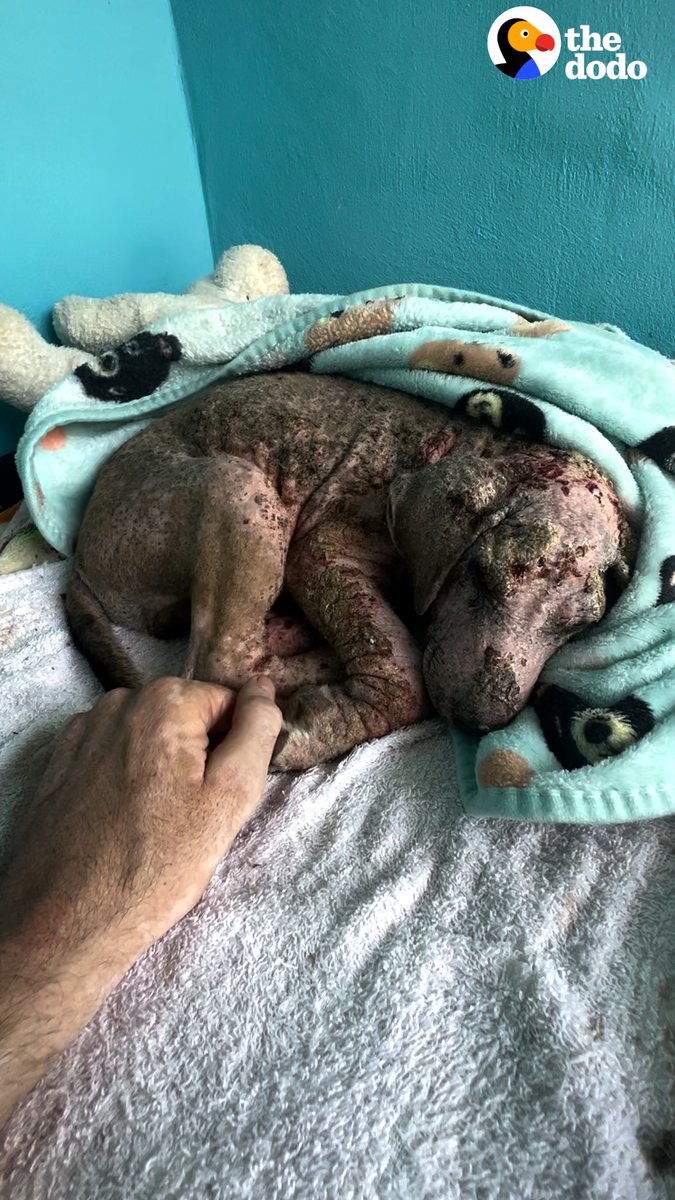 Little puppy who'd turned to stone keeps his rescuer guessing what color he'll turn out to be...