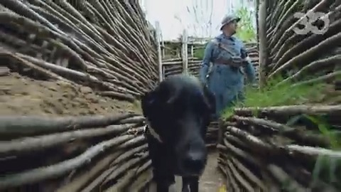 Chiens, chevaux, ânes, mulets, oiseaux... des millions d'animaux ont payé un lourd tribut lors des #GrandesGuerres, aux côtés des humains. La Fondation #30millionsdamis leur rend hommage. #Commémorations #11novembre2023