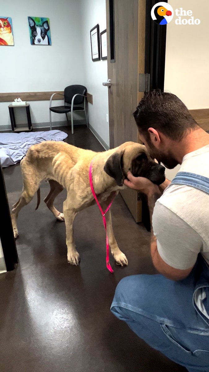 This dog knew she’d be OK the second she met her new dad…and her transformation proved she was right ♥️