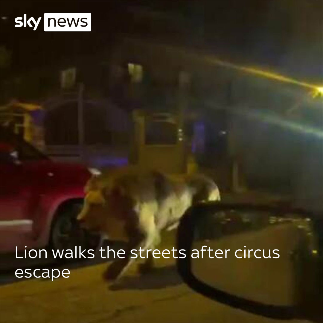A lion was filmed prowling the streets of an Italian seaside town for several hours after escaping from a circus.